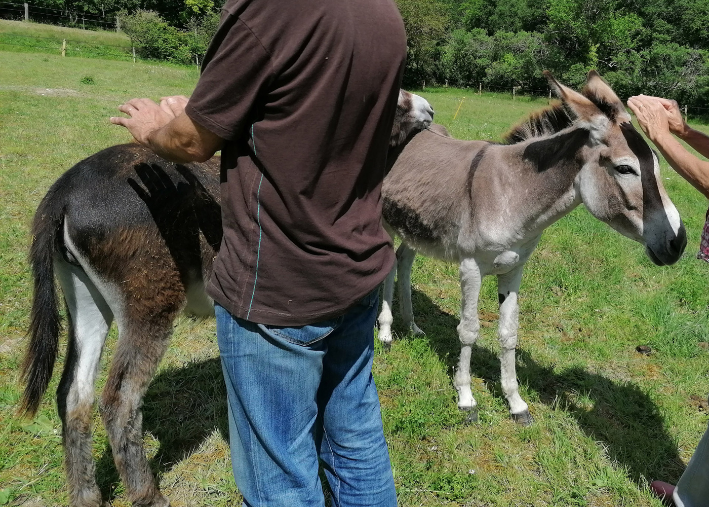 initiation formations soins énergétiques reiki sur des animaux formatrice étincelles de bien-être tarn-et-garonne